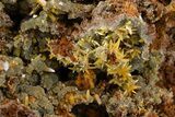 Wulfenite & Green Botryoidal Mimetite Association - Mexico #372083-1